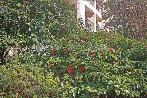 Yanlord Riverside Garden 仁恒河滨花园