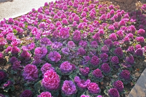 Yanlord Riverside Garden 仁恒河滨花园
