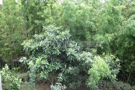 Le Chambord 5bedroom 300sqm ¥35,000 PRS9022