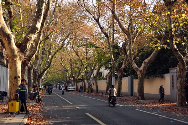 Former French Concession, Shanghai Guide | Maxview Realty